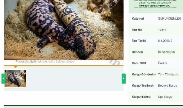 İnternetten yasa dışı 'Gila monster' satışı