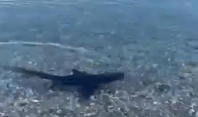 Muğla kıyılarında köpek balığı görüldü