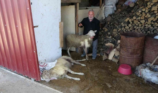 Sokak köpeklerini besleyen Alman vatandaşından, koyunların parasını ödeyecek 