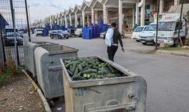 Yüzlerce kilogram salatalık çöplere döküldü !