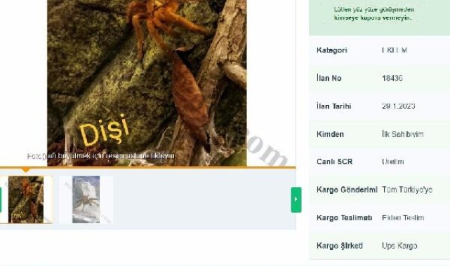 Cezasına aldırış etmeden internetten tarantula satıyorlar !