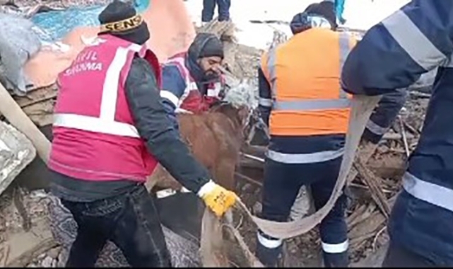 Konyaaltı ekipleri, deprem bölgesinde can dostları da kurtardı