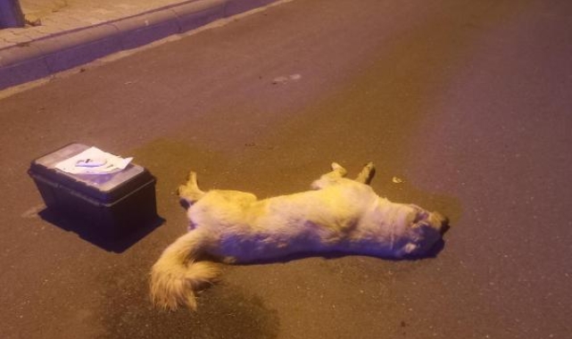 3 köpeği zehirledi, 'şikayet yok' diyerek davası düştü