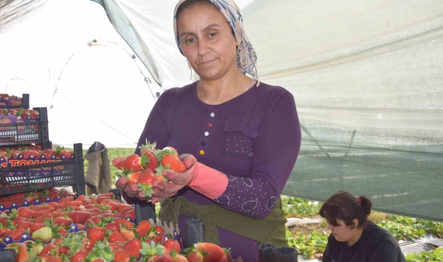 45 gün beklenip 6 ay hasat yapılıyor. Bakın fiyatı ne kadar ?