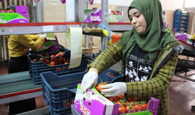 Antalya'da domates ihracatında hareketlilik yeniden başladı