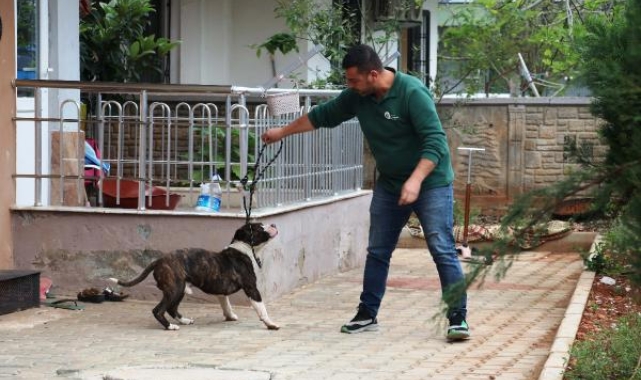 Başka bir köpeği öldüren pitbull, bina sakinlerine saatlerce esareti yaşattı