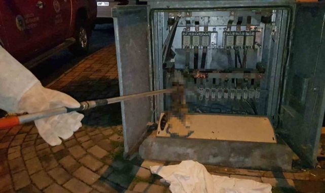 Trafoya giren kedinin acı sonu 