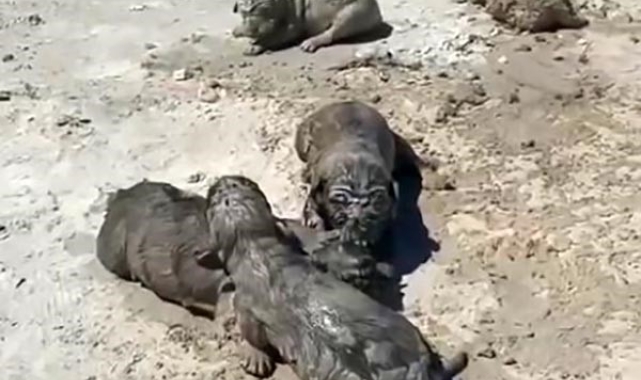 Antalya'da kan donduran köpek katliamı !