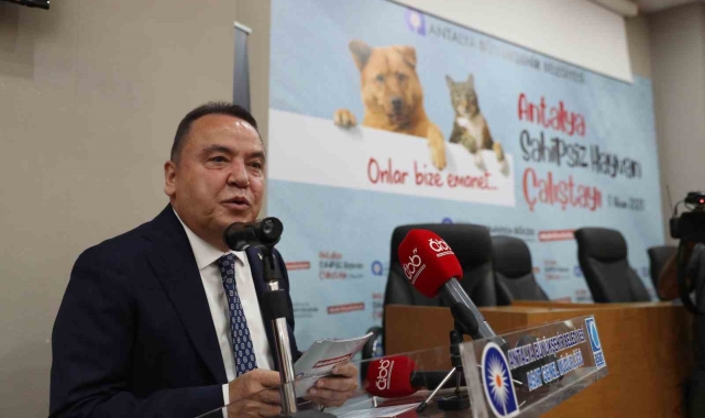 Başkan Böcek: "Sokak hayvanlarına desteğimiz sürecek"
