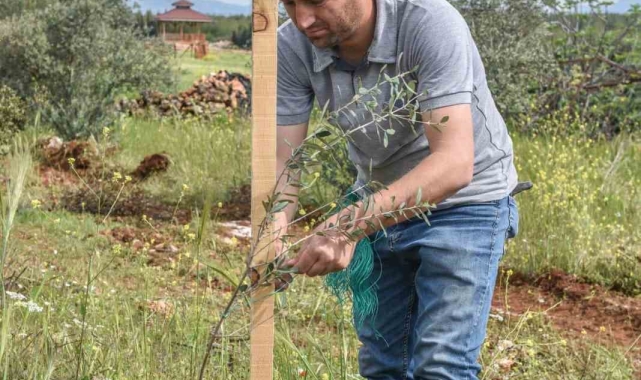 Kepez'den geleceğe zeytin yatırımı