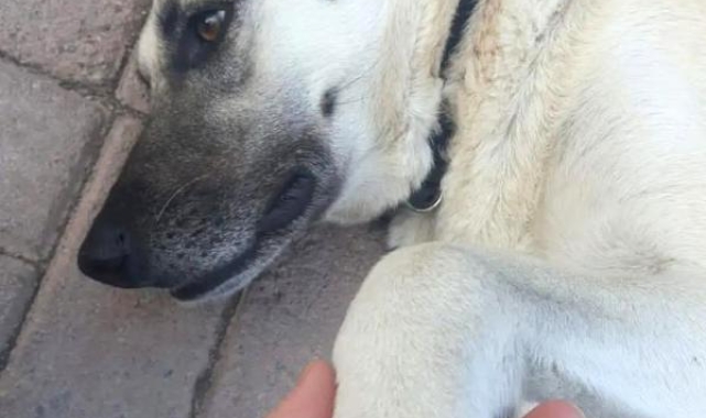 Servis aracında köpeğe tecavüz !