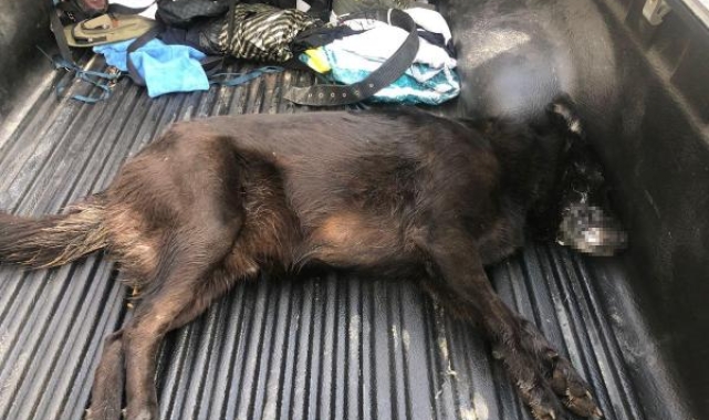 Zehirlenen köpek veterinere götürülürken öldü