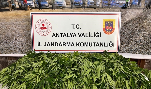 Antalya'da 268 kök kenevir ele geçirildi