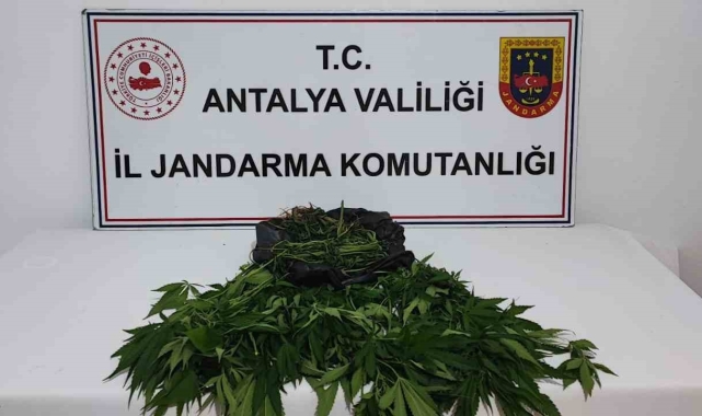 Antalya'da 92 kök hint keneviri ele geçirildi