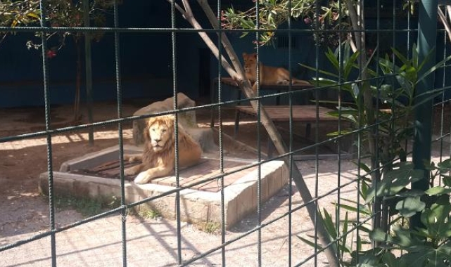 Aslan, çocuğun saçlı derisini kopardı !
