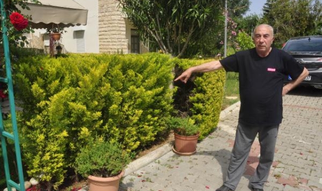 Komşusunun ağaçlarını kestiği için 6 yıl hapsi istendi