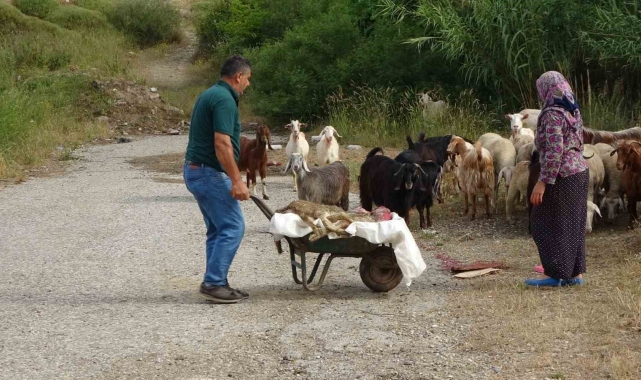 Yine pitbull dehşeti ! Başıboş pitbullar koyun ağılına saldırdı