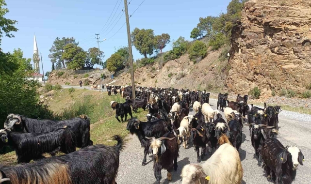 Yörüklerin yaylalara göçü başladı