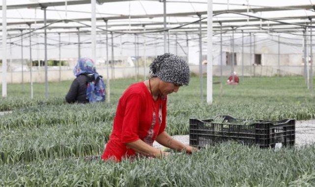 1 milyar dal kesme çiçekten 165 milyon dolar gelir hedefi