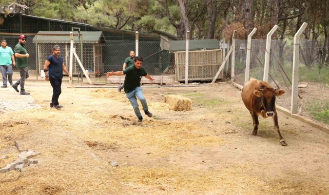 Büyükşehir Kurban Bayramı'na hazır