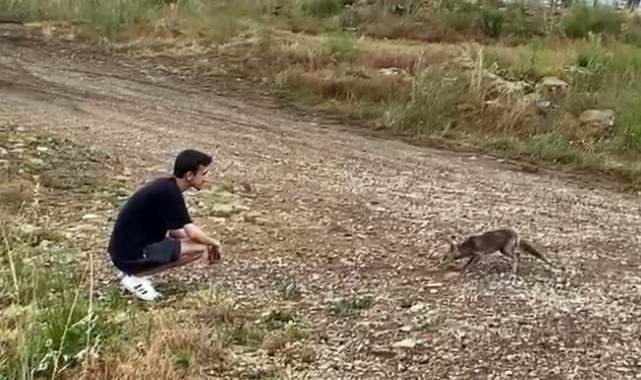Gülümseten anlar ; Tilki, börek teklifiyle geri döndü