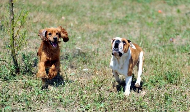 Terk edilen farklı cins 20 evcil köpeğe yuva aranıyor