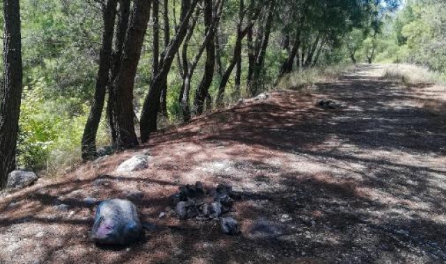Antalya Orman Bölge Müdürü'nden kritik uyarı: 20 gün boyunca restoranda yiyin