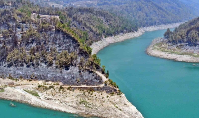 Manavgat orman yangınında zarar gören bölgelere 5 milyon fidan ekildi, 153 ton tohum toprakla buluşturuldu