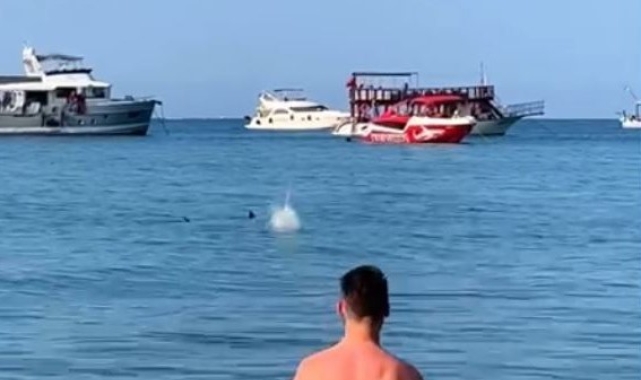 Mızrak balığını köpekbalığı diye taşladılar