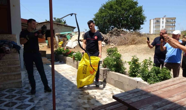Ormanlar yanınca gölge alan bulamayan yılanlar yerleşim alanına indi