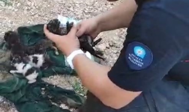 Yavru kediyi kalp masajı ve suni teneffüsle hayata döndürdü