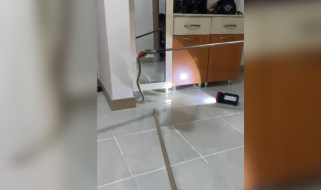 Eve giren yılanı itfaiye yakaladı
