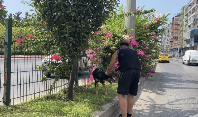 Kara yoluna çıkan köpek trafiği birbirine kattı, sürücüleri peşinden koşturdu