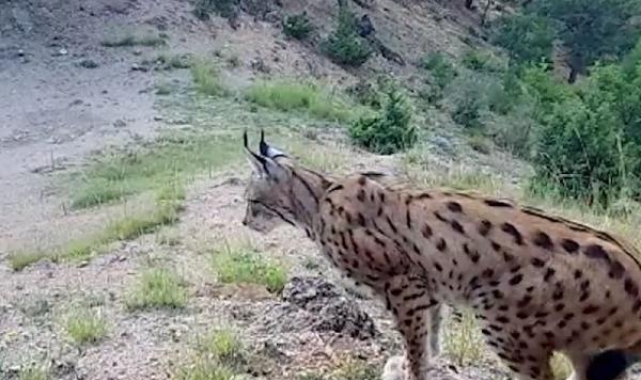 Nesli koruma altındaki vaşak, fotokapanla görüntülendi