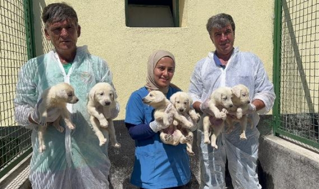Türk ırkı köpek sahibi olmak için 6 ay sıra bekliyorlar