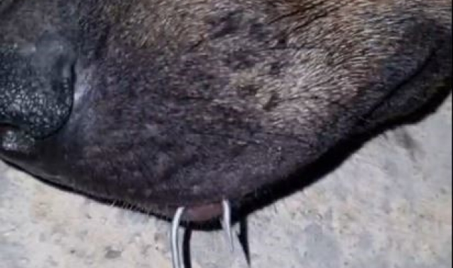 Balık iğnesi ağzına battı, acılar içinde kıvrandı