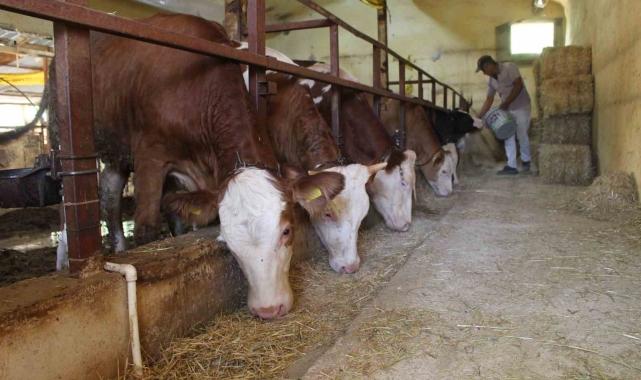 Büyükşehirden besicilere yem ezme makinesi desteği