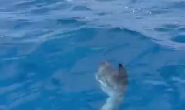 Doğum yapan köpek balığı sandılar, gerçek ay balığı çıktı