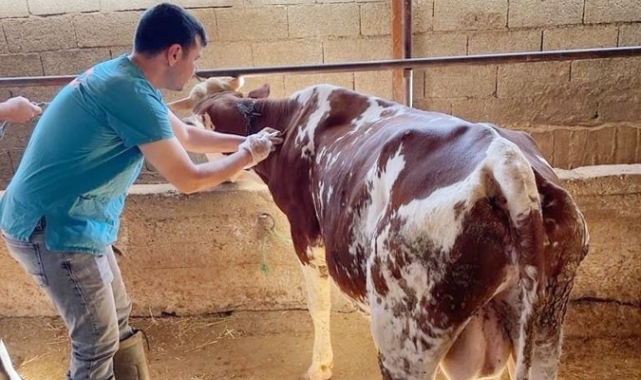 Gazipaşa'da şap aşısı yapılmaya başlandı