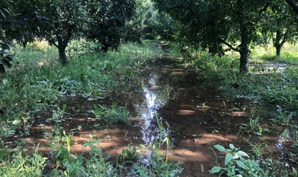 Kritik seviye altına inen gölden 'vahşi sulama' devam ediyor