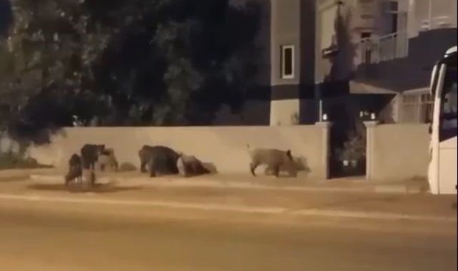 Şehre inen domuz sürüsü, site sakinlerini mahsur bıraktı !