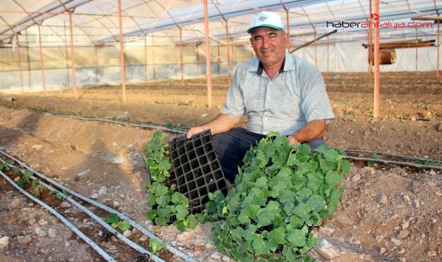 Kumluca'da domates üretimi azaldı