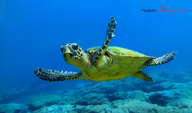 Alanya’da son bir haftada iki caretta caretta ölü bulundu !