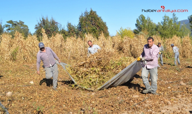 Çandır fasulyesinde hasat zamanı