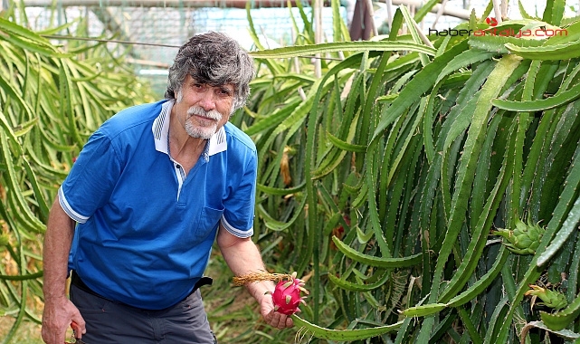 Emekli öğretmen çift, ejder meyvesi üretiminde öncü
