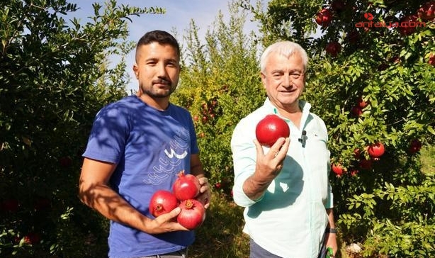Finike'de nar hasadı sürüyor