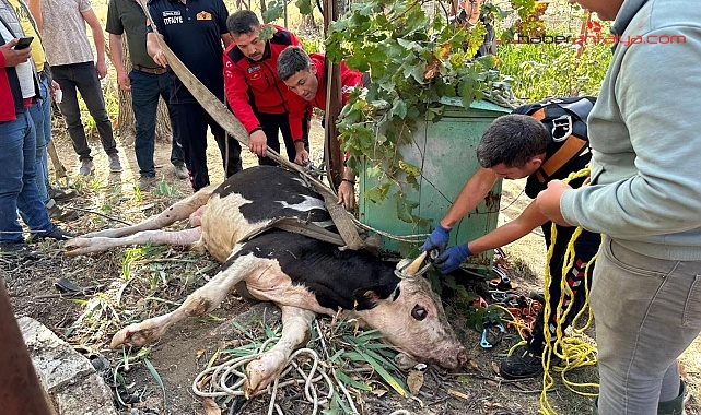 Kuyuya düşen inek 2 saatte kurtarıldı