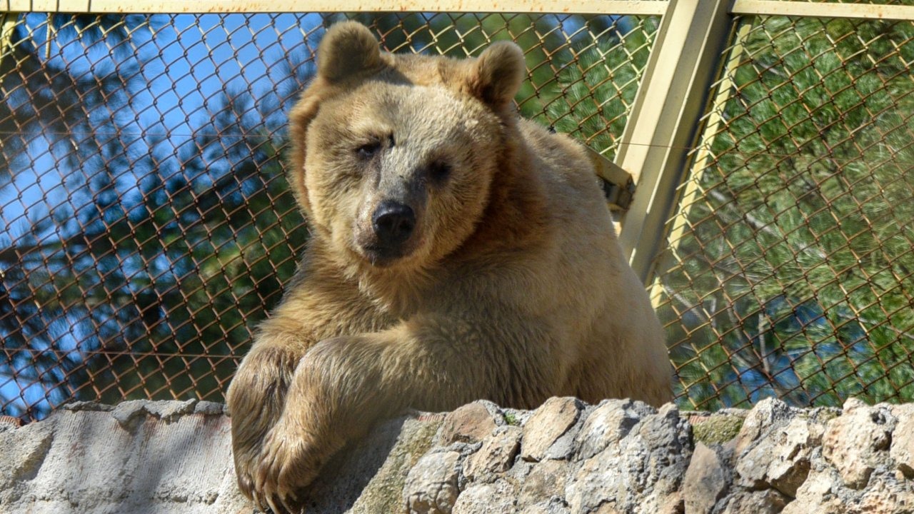 Antalya&#039;nın kış güneşinde ayılar uyumadı