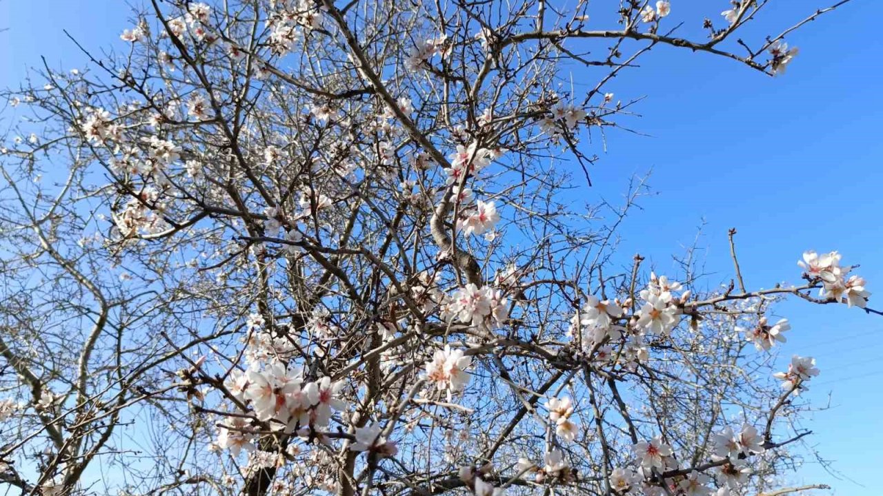 Gazipaşa’da badem ağaçları "yalancı bahar"a aldandı