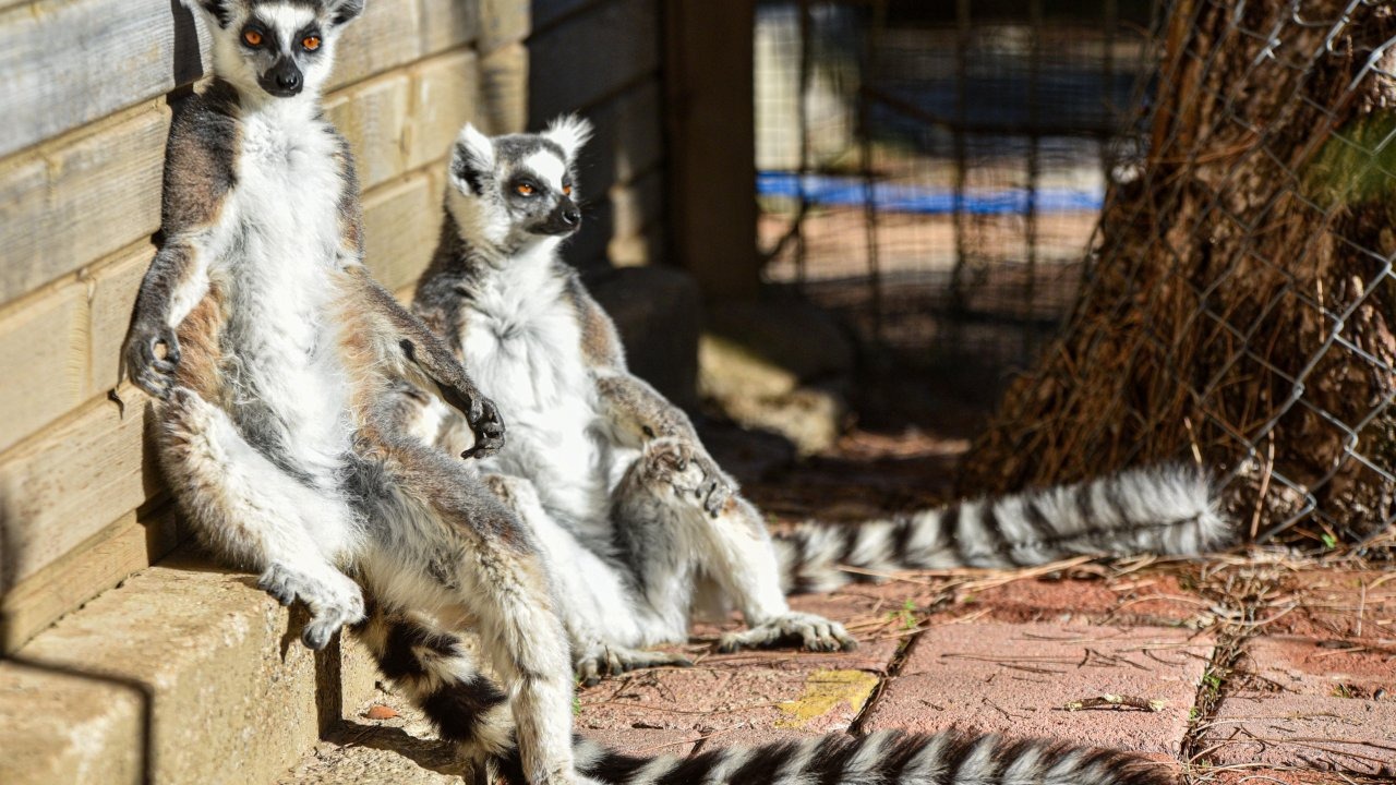 Lemurların kış rutini, güneşi selamlamak